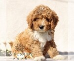 Small #3 Goldendoodle (Miniature)