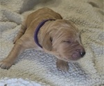 Puppy Purple Golden Irish-Golden Retriever Mix