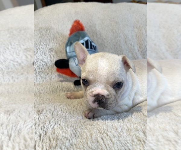 Medium Photo #4 Faux Frenchbo Bulldog Puppy For Sale in HOODSPORT, WA, USA
