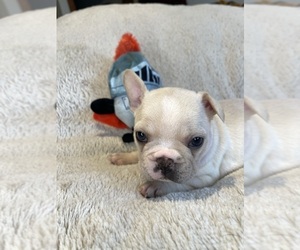 Medium Faux Frenchbo Bulldog
