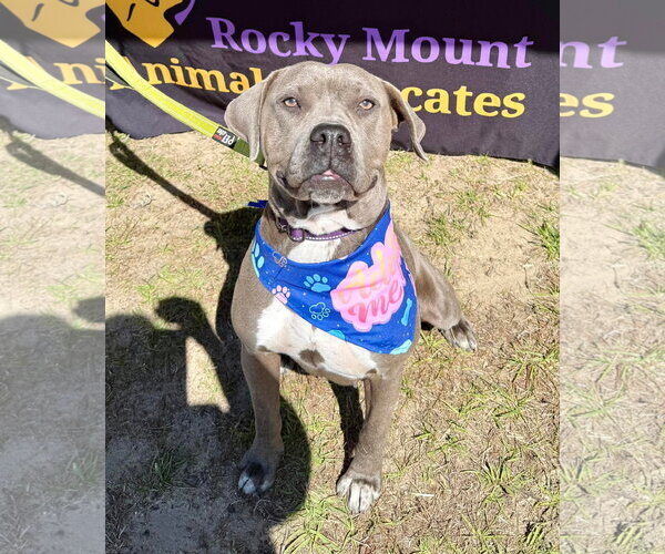 Medium Photo #1 American Pit Bull Terrier-Labrador Retriever Mix Puppy For Sale in Holly Springs, NC, USA
