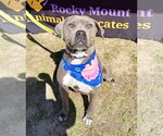 Small American Pit Bull Terrier-Labrador Retriever Mix