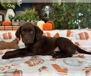 Labrador Retriever Puppy for sale in GREENFIELD, IN, USA