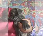 Small Photo #91 Boerboel Puppy For Sale in LAS CRUCES, NM, USA