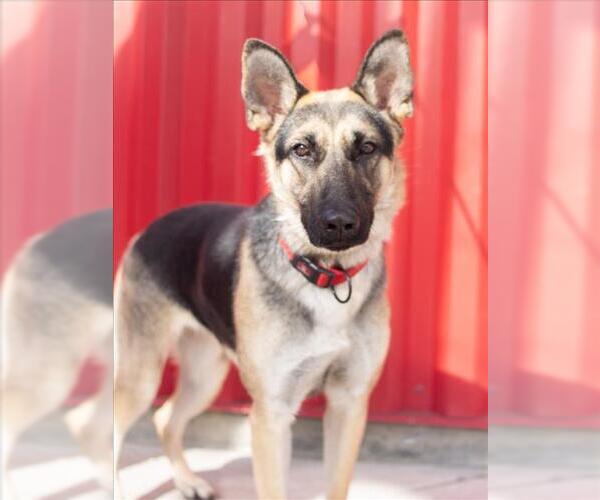 Medium Photo #2 German Shepherd Dog Puppy For Sale in Tracy, CA, USA