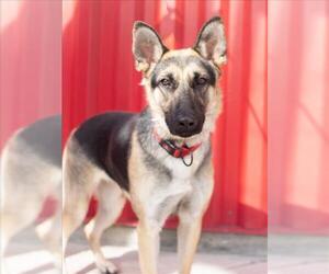 WINIFRED - Female German Shepherd Dog Dog for Adoption - Photo #2