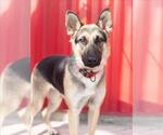 Small Photo #2 German Shepherd Dog Puppy For Sale in Tracy, CA, USA