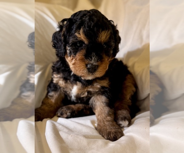 Medium Photo #41 Miniature Bernedoodle Puppy For Sale in AUBURNDALE, FL, USA
