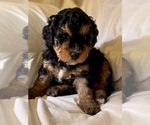 Small Photo #41 Miniature Bernedoodle Puppy For Sale in AUBURNDALE, FL, USA