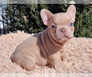 French Bulldog Puppy for Sale in CLINTON, New Jersey USA