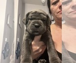 Small Photo #7 Cane Corso Puppy For Sale in CHESAPEAKE, VA, USA
