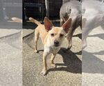 Small #16 Chihuahua-Labrador Retriever Mix