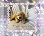 Image preview for Ad Listing. Nickname: Puppy #1