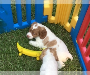 Brittany Puppy for sale in WILLIAMSON, GA, USA