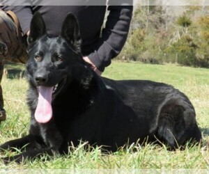 Father of the German Shepherd Dog puppies born on 05/21/2025