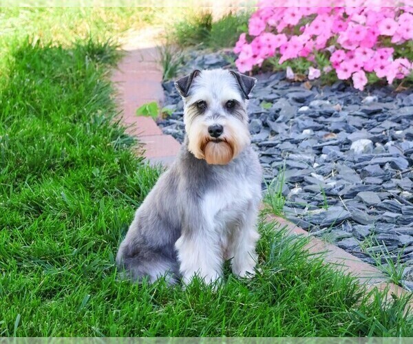 Medium Photo #1 Schnauzer (Miniature) Puppy For Sale in SYRACUSE, IN, USA