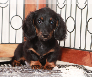 Dachshund Puppy for Sale in NAPLES, Florida USA