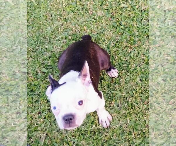 Medium Photo #2 Boston Terrier Puppy For Sale in Oakhurst, NJ, USA