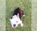 Small #1 Boston Terrier