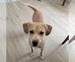 Small #24 Miniature Pinscher Mix
