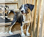 Small #3 Catahoula Leopard Dog Mix