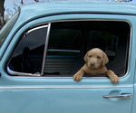 Small Photo #3 Labrador Retriever Puppy For Sale in LEASBURG, MO, USA