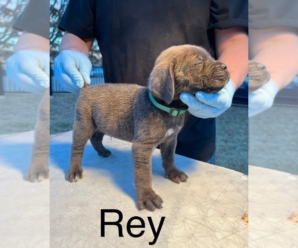 Medium Photo #7 Cane Corso Puppy For Sale in GRAND PRAIRIE, TX, USA