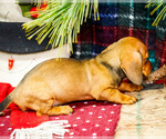 Small Photo #14 Dachshund Puppy For Sale in WAKARUSA, IN, USA