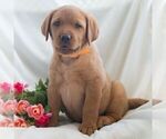 Small #5 Labrador Retriever