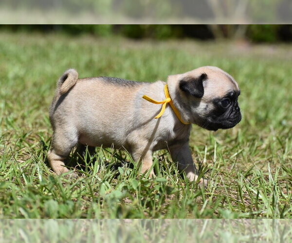 Medium Photo #3 Pug Puppy For Sale in PALM COAST, FL, USA