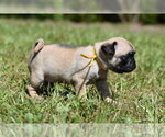 Small #2 Pug