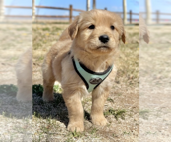 Medium Photo #1 Golden Retriever Puppy For Sale in COLORADO SPRINGS, CO, USA
