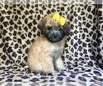 Small #8 Cavapoo