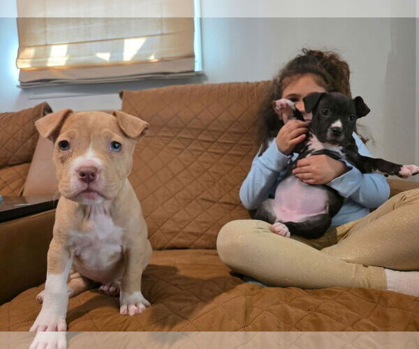 Medium Photo #4 Mutt Puppy For Sale in Derwood, MD, USA