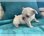 Small #19 French Bulldog