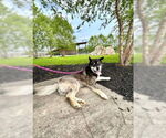 Small #2 Siberian Husky
