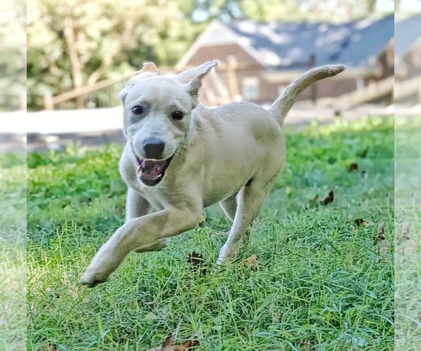 Medium Photo #9 Labrenees Puppy For Sale in Fultonham, NY, USA