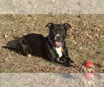 Small Photo #4 American Pit Bull Terrier-Great Dane Mix Puppy For Sale in Norman, OK, USA