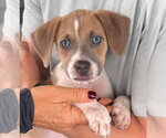Small #7 American Pit Bull Terrier-Labrador Retriever Mix