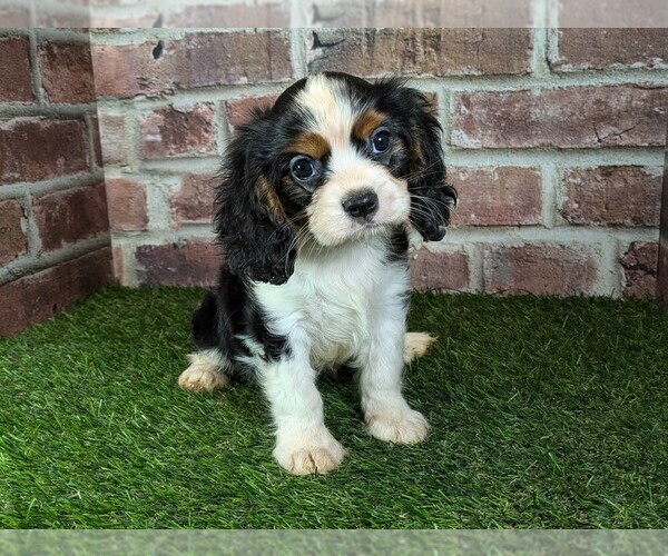 Medium Photo #13 Cavalier King Charles Spaniel Puppy For Sale in MOBERLY, MO, USA