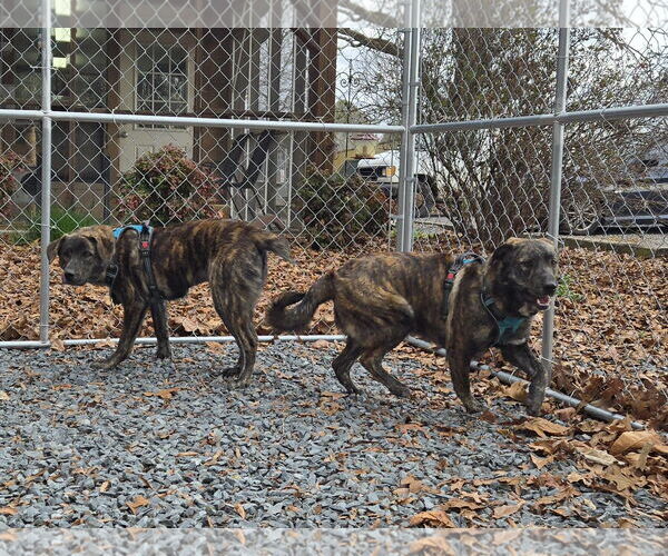 Medium Photo #3 Holland Shepherd-Plott Hound Mix Puppy For Sale in Albemarle, NC, USA
