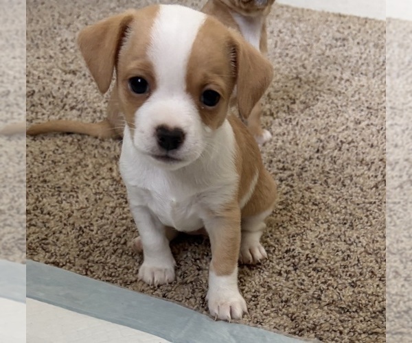 Medium Photo #1 Chiweenie-Shih Tzu Mix Puppy For Sale in WARWICK, RI, USA