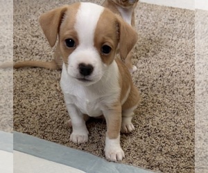 Medium Chiweenie-Shih Tzu Mix