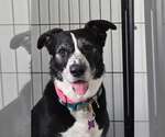 Small #2 Border Collie Mix