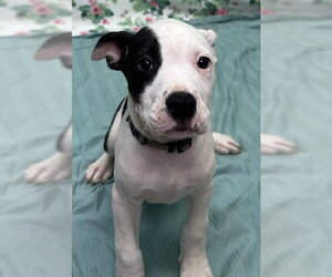 American Bulldog-Unknown Mix Dogs for adoption in Wetumpka, AL, USA