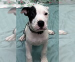 Small American Bulldog Mix