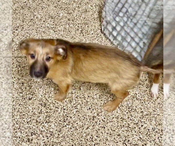 Medium Photo #2 Mutt Puppy For Sale in San Diego, CA, USA