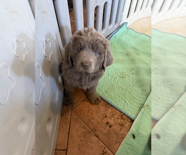 Medium Photo #16 Newfoundland Puppy For Sale in MARTINSBURG, WV, USA