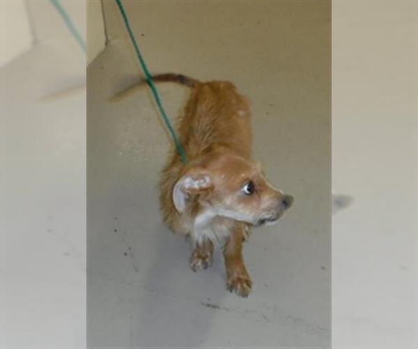 Medium Photo #1 Mutt Puppy For Sale in Sanford, FL, USA