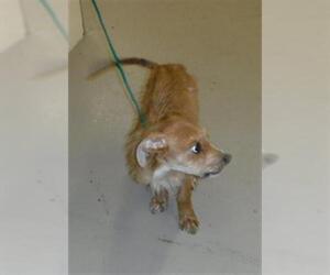 Mutt Dogs for adoption in Sanford, FL, USA